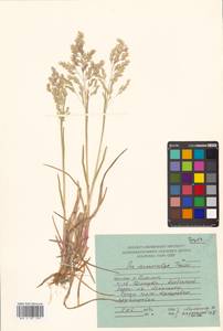 Poa macrocalyx Trautv. & C.A.Mey., Siberia, Russian Far East (S6) (Russia)