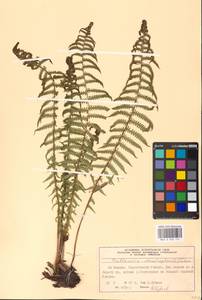 Matteuccia struthiopteris (L.) Tod., Eastern Europe, Moscow region (E4a) (Russia)