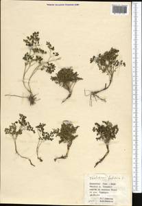 Thalictrum foetidum L., Middle Asia, Northern & Central Tian Shan (M4) (Kyrgyzstan)