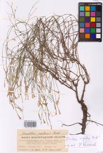 Dianthus rigidus M.Bieb., Eastern Europe, Lower Volga region (E9) (Russia)