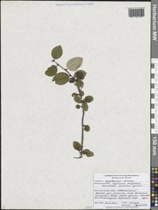 Cotoneaster alaunicus Golitsin, Eastern Europe, Central forest-and-steppe region (E6) (Russia)