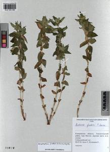 KUZ 000 389, Gentiana septemfida subsp. septemfida, Siberia, Altai & Sayany Mountains (S2) (Russia)