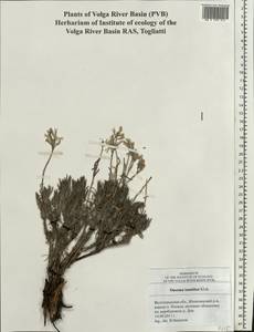 Onosma simplicissima L., Eastern Europe, Lower Volga region (E9) (Russia)