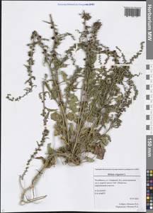 Chenopodium acuminatum Willd., Eastern Europe, Eastern region (E10) (Russia)
