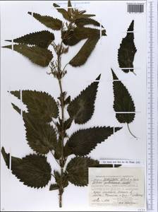 Urtica dioica subsp. pubescens (Ledeb.) Domin, Eastern Europe, South Ukrainian region (E12) (Ukraine)