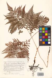 Athyrium spinulosum (Maxim.) Milde, Siberia, Russian Far East (S6) (Russia)