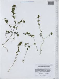 Euphrasia wettsteinii G.L.Gusarova, Eastern Europe, Northern region (E1) (Russia)