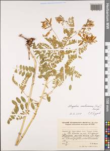 Astragalus mongholicus Bunge, Siberia, Russian Far East (S6) (Russia)