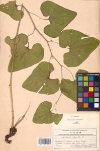 Aristolochia clematitis L., Eastern Europe, Moscow region (E4a) (Russia)