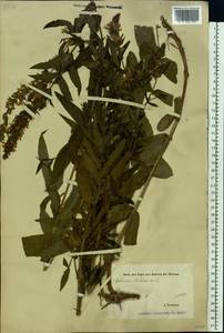 Lythrum salicaria L., Eastern Europe, Estonia (E2c) (Estonia)