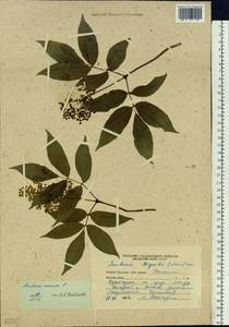 Sambucus racemosa L., Siberia, Russian Far East (S6) (Russia)