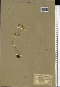 Ranunculus pedatus Waldst. & Kit., Eastern Europe, North Ukrainian region (E11) (Ukraine)