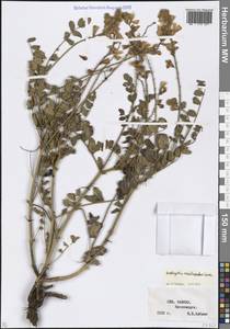 Onobrychis vassilczenkoi Grossh., Caucasus, Stavropol Krai, Karachay-Cherkessia & Kabardino-Balkaria (K1b) (Russia)