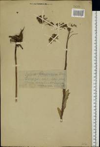Hylotelephium telephium subsp. telephium, Eastern Europe, Eastern region (E10) (Russia)