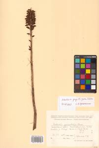 Neottia papilligera Schltr., Siberia, Russian Far East (S6) (Russia)