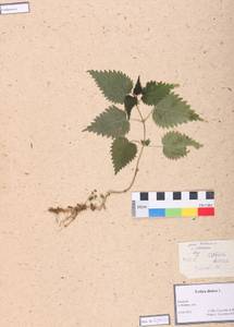 Urtica dioica L., Siberia, Altai & Sayany Mountains (S2) (Russia)