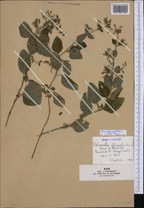 Clinopodium menthifolium, Western Europe (EUR) (France)