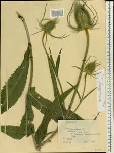 Dipsacus fullonum L., Eastern Europe, Central forest region (E5) (Russia)