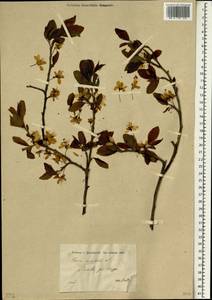 Prunus domestica subsp. insititia (L.) Bonnier & Layens, South Asia, South Asia (Asia outside ex-Soviet states and Mongolia) (ASIA) (Syria)