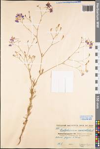 Delphinium consolida subsp. consolida, Eastern Europe, North Ukrainian region (E11) (Ukraine)