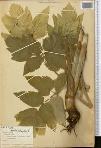 Angelica archangelica L., Eastern Europe, Central forest-and-steppe region (E6) (Russia)