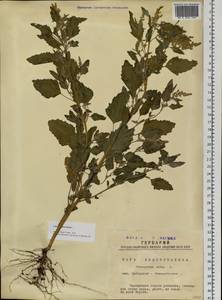 Chenopodium album L., Siberia, Western Siberia (S1) (Russia)