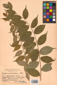 Prunus glandulosa Thunb., Siberia, Russian Far East (S6) (Russia)