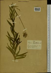 Cirsium serratuloides (L.) Hill, Siberia, Russian Far East (S6) (Russia)