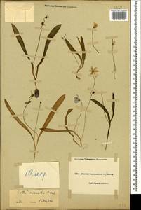Scilla monanthos K.Koch, Caucasus, Black Sea Shore (from Novorossiysk to Adler) (K3) (Russia)