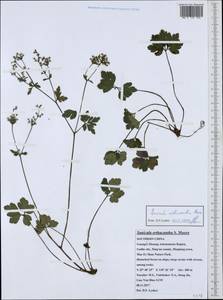 Sanicula orthacantha S. Moore, South Asia, South Asia (Asia outside ex-Soviet states and Mongolia) (ASIA) (China)