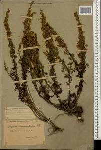 Artemisia chamaemelifolia Vill., Caucasus, Dagestan (K2) (Russia)