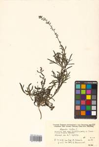 Reseda lutea L., Siberia, Russian Far East (S6) (Russia)