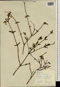 Lonicera praeflorens Batalin, South Asia, South Asia (Asia outside ex-Soviet states and Mongolia) (ASIA) (North Korea)