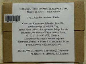 Leucodon immersus Lindb., Bryophytes, Bryophytes - North Caucasus & Ciscaucasia (B12) (Russia)