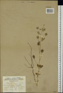Trigonella caerulea (L.)Ser., Eastern Europe, South Ukrainian region (E12) (Ukraine)