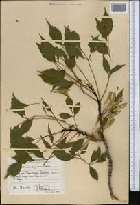 Fraxinus angustifolia subsp. syriaca (Boiss.) Yalt., Middle Asia, Western Tian Shan & Karatau (M3) (Uzbekistan)