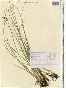 Carex praecox Schreb., Eastern Europe, Central region (E4) (Russia)