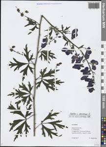 Aconitum, Eastern Europe, Central forest region (E5) (Russia)