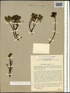 Daphne pseudosericea Pobed., Caucasus, Abkhazia (K4a) (Abkhazia)