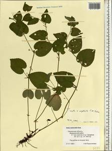 Viola × neglecta F. W. Schmidt, Eastern Europe, Western region (E3) (Russia)