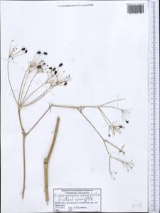 Eriosynaphe longifolia (Fisch. ex Spreng.) DC., Middle Asia, Caspian Ustyurt & Northern Aralia (M8) (Kazakhstan)