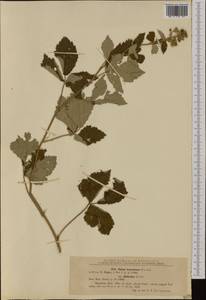 Rubus canescens DC., Western Europe (EUR) (Romania)