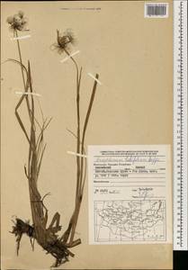 Eriophorum angustifolium subsp. komarovii (V.N.Vassil.) Vorosch., Mongolia (MONG) (Mongolia)
