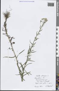 Achillea ptarmica subsp. ptarmica, Eastern Europe, Central forest region (E5) (Russia)