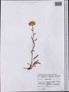 Achillea millefolium var. occidentalis DC., America (AMER) (United States)