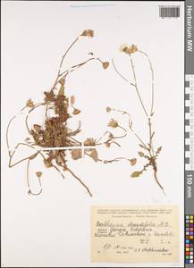 Crepis foetida subsp. rhoeadifolia (M. Bieb.) Celak., Caucasus, Georgia (K4) (Georgia)