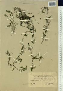 Callitriche hermaphroditica subsp. hermaphroditica, Siberia, Western Siberia (S1) (Russia)