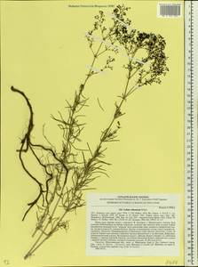 Galium volhynicum Pobed., Eastern Europe, South Ukrainian region (E12) (Ukraine)