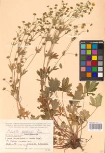 Potentilla thuringiaca Bernh. ex Link, Eastern Europe, Central region (E4) (Russia)