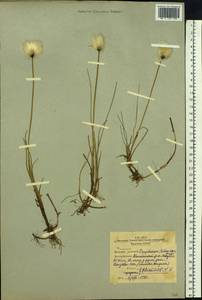 Eriophorum scheuchzeri Hoppe, Siberia, Western Siberia (S1) (Russia)